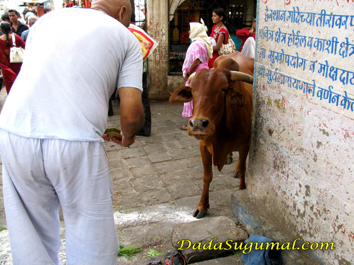 Pinda Daan Offering to Cow