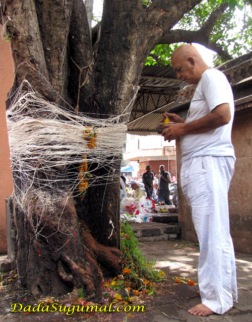 Jal offering to Pipal Tree